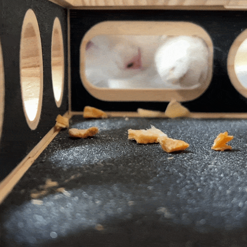 Cat playing with SoftPaw claw care box